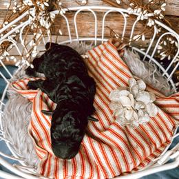 Girl 4 - Black Bernedoodle puppy in Mountain Grove, Missouri from Swan Field Farms