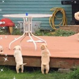 Double Doodles and Goldendoodles from Shirley’s Delightful Doodles