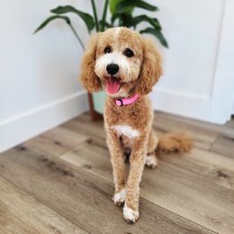 Juju - Goldendoodle