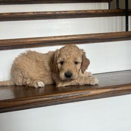 Buddy - Apricot male Goldendoodle puppy in New Waverly, Texas from C.P. Puppy Buddies