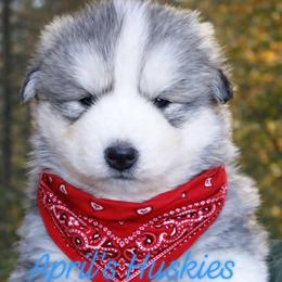 Boy 3 - male Siberian Husky puppy in Terre Haute, Indiana from April's Huskies