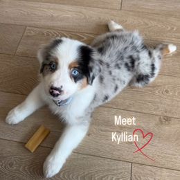 Australian Shepherd Puppies from Aus Cal (Aussies of SoCal)