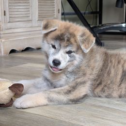 Girl 4 - Brindle female Japanese Akitainu puppy in South Carolina from Sierra Mountain Akitas