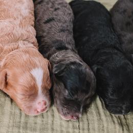 Bernedoodles, Cavapoos, and Goldendoodles from Doodles of North Tx