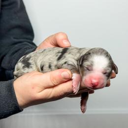 Wren - Blue merle female Aussiedoodle puppy in Sharpsburg, Georgia from Steindoodles