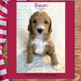 Boy 4 - male Goldendoodle puppy in North Conway, New Hampshire from Arbor Grace Doodles