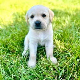 Boy 1 - Yellow Labrador Retriever puppy in Waxhaw, North Carolina from Blacks Run Retrievers
