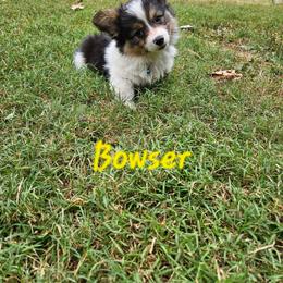 Bowser - White and black male Pembroke Welsh Corgi puppy in Norwood, Missouri from McGraw's Paws 🐾