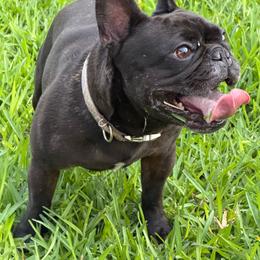 Loki - Brindle male French Bulldog puppy in New Braunfels, Texas from Quist family farm