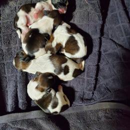 Shih Tzu Puppies from Echomoon Shih Tzu