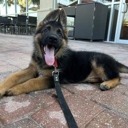 German Shepherd Puppies from Vom Rugerhaus