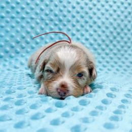 Effie - Pink Collar - Red merle female Miniature Australian Shepherd puppy in Lacombe, Louisiana from Indigo River Aussies