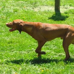Rusty - Vizsla
