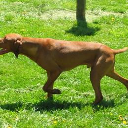Rusty - Vizsla