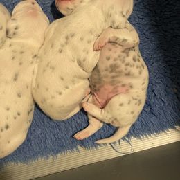 Dalmatian Puppies from Hapi-Dal Dalmatians