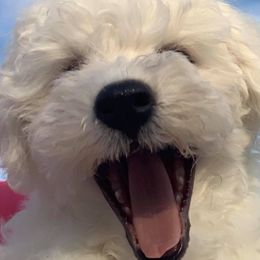Bichon Frise and Great Dane Puppies from Bichon Frises of Nevada