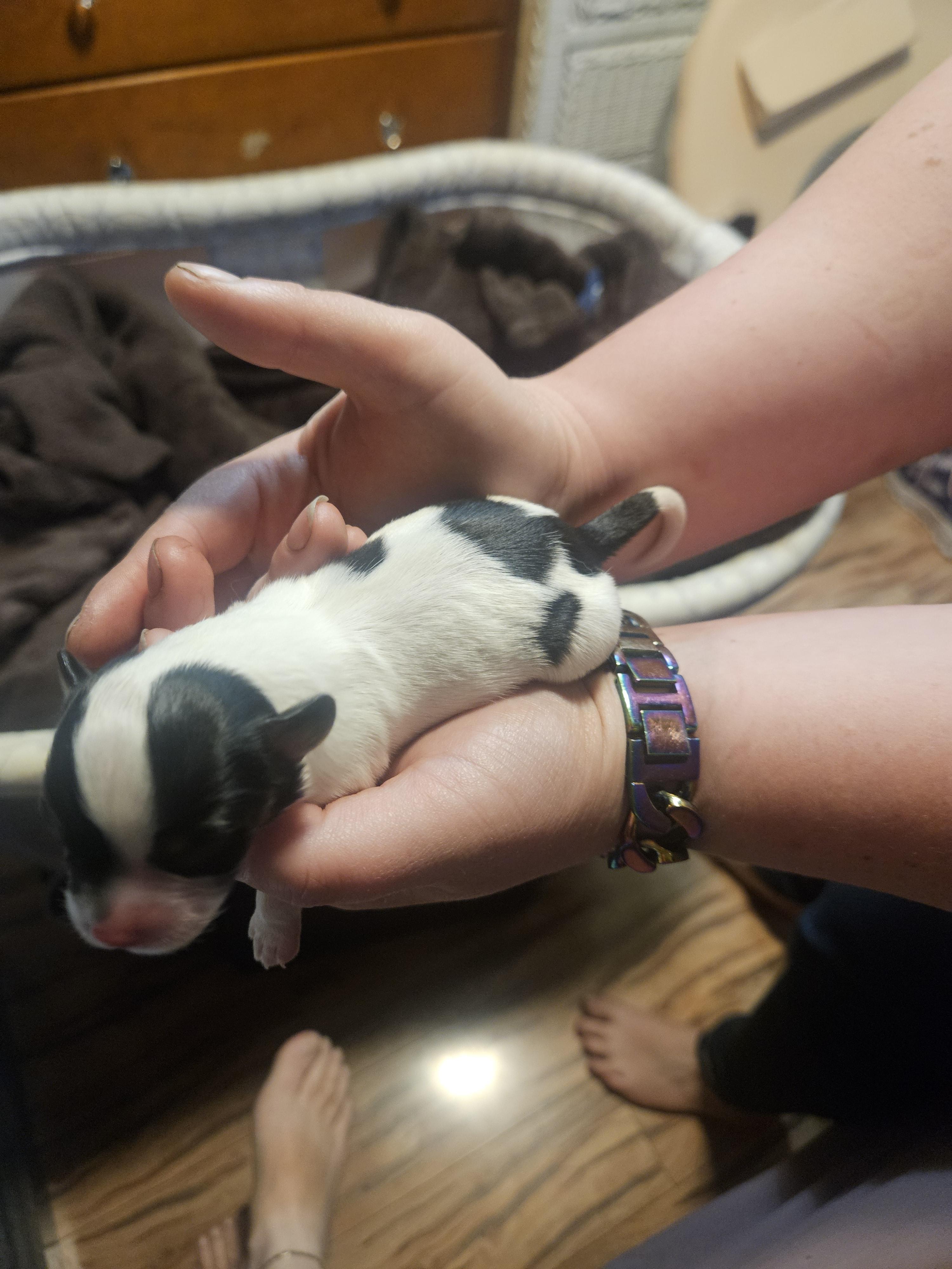 Sugar - White black and tan female Papillon puppy in Middletown, New York from Patti's Pappi Puppies (Puppies due end of July!!!)