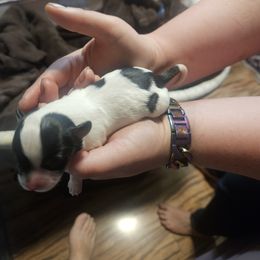 Sugar - White black and tan female Papillon puppy in Middletown, New York from Patti's Pappi Puppies  (Puppies due end of July!!!)