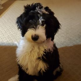 Sheepadoodle Puppies from Sydney Schneider