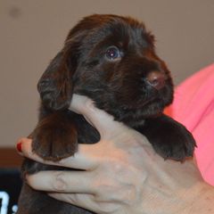Boy 5 - male Field Spaniel puppy in Indianapolis, Indiana from Nautica Field Spaniels