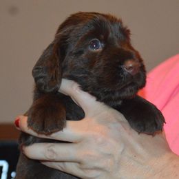 Boy 5 - male Field Spaniel puppy in Indianapolis, Indiana from Nautica Field Spaniels