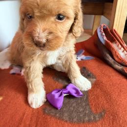 Shasta with training - Red and white female Cockapoo puppy in Boonville, North Carolina from Doods & Dolls