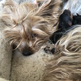 Yorkshire Terrier Puppies from Happy Little Yorkies