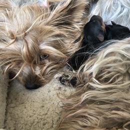 Yorkshire Terrier Puppies from Happy Little Yorkies