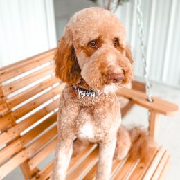 Maggie - Goldendoodle