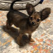 Russian Toy Puppies from Goldstone Russian Toys