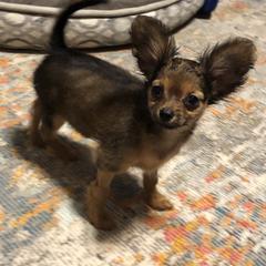 Russian Toy Puppies from Goldstone Russian Toys