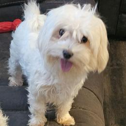 Moana - Maltese