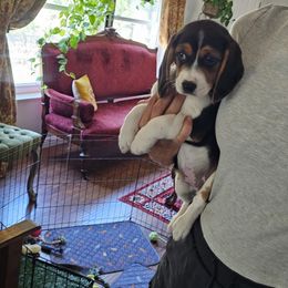 Pebbles - Black tan and white female Beagle puppy in Susanville, California from Homegrown Beagles