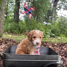 Peter Rabbit - Red  male Goldendoodle puppy in Camden, North Carolina from Oopsie Doodles of NC