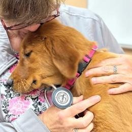 Bernedoodles, Goldendoodles, Golden Retrievers, Irish Doodles, and Poodles from Red String Farmstead