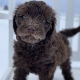 Australian Labradoodle Puppies from Grand Peaks Labradoodles