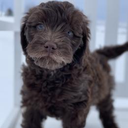 Australian Labradoodle Puppies from Grand Peaks Labradoodles