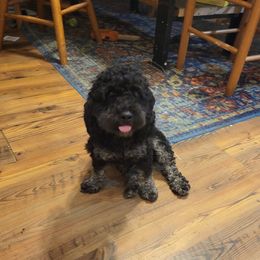 Astro - Aussiedoodle