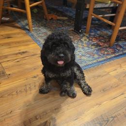 Astro - Aussiedoodle