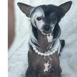 DOT - Chinese Crested