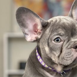 Boy 2 - French Bulldog puppy in Dallas, Texas from StaCCked Up Frenchies