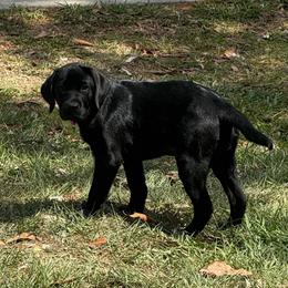 Rosie - Black female Labrador Retriever puppy in Kissimmee, Florida from SunState Labs