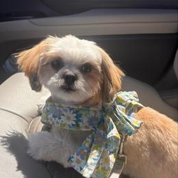 Cali - Tricolor female Shih Tzu puppy in Avondale, Arizona from Riley Family Shih Tzus