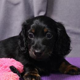 Iris - Black and tan female Dachshund puppy in Liberty, Texas from Sweetnlow Dachshund