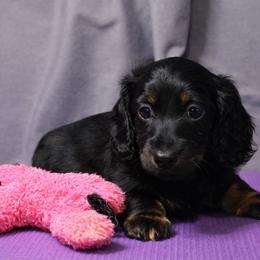 Iris - Black and tan female Dachshund puppy in Liberty, Texas from Sweetnlow Dachshund