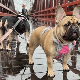 French Bulldogs from Beantown Bullz
