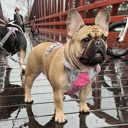 French Bulldogs from Beantown Bullz