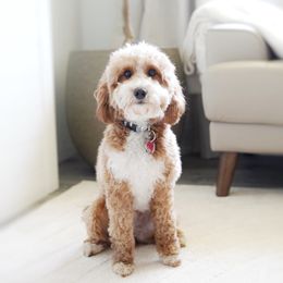 Gracie - Goldendoodle