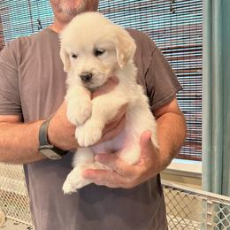 Ms. Green - Light golden female Golden Retriever puppy in Crestview, Florida from Pushin’ Sand Goldens