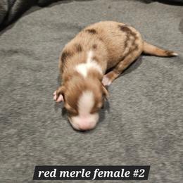 2 red merle female - Red merle female Miniature American Shepherd puppy in Placentia, California from Tru Cal Aussies